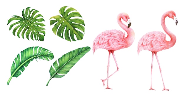 flamingos and leaves drawing isolated