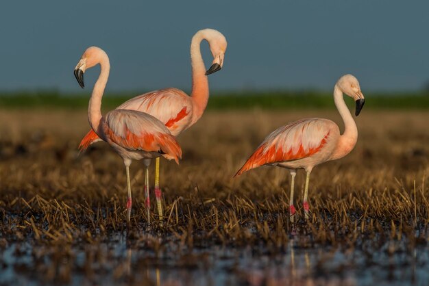 Flamingos in Pampas Lagoon Environment La Pampa Patagonia Argentina