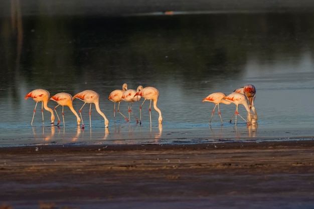 Flamingos rest in a salty lagoon La Pampa ProvincePatagonia Argentina