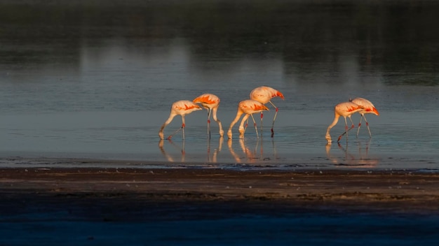 Photo flamingos rest in a salty lagoon la pampa provincepatagonia argentina