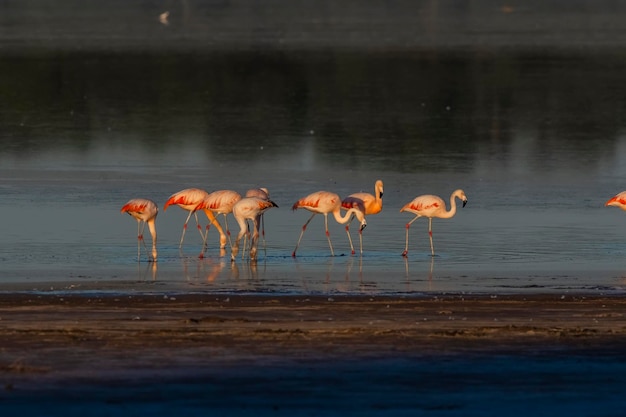 Photo flamingos rest in a salty lagoon la pampa provincepatagonia argentina