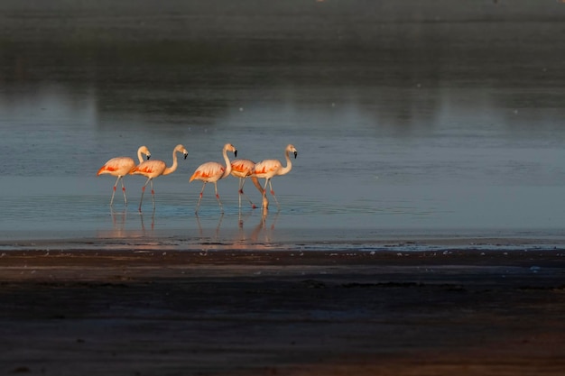 Photo flamingos rest in a salty lagoon la pampa provincepatagonia argentina