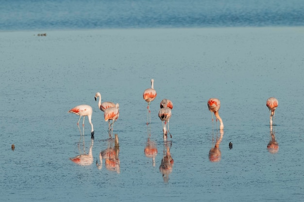 Flamingos rest in a salty lagoon La Pampa ProvincePatagonia Argentina