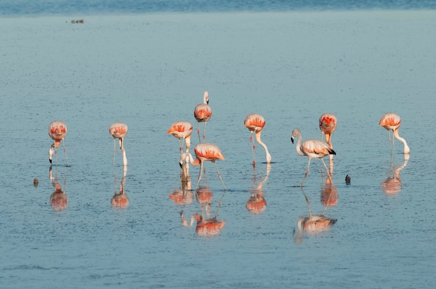 Flamingos rest in a salty lagoon La Pampa ProvincePatagonia Argentina