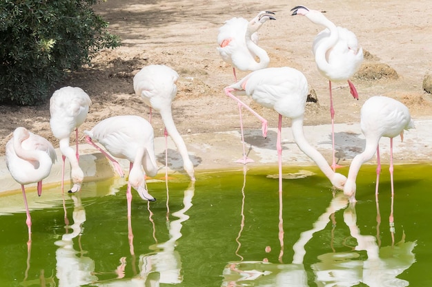 Flamingos resting on the shore of a pond