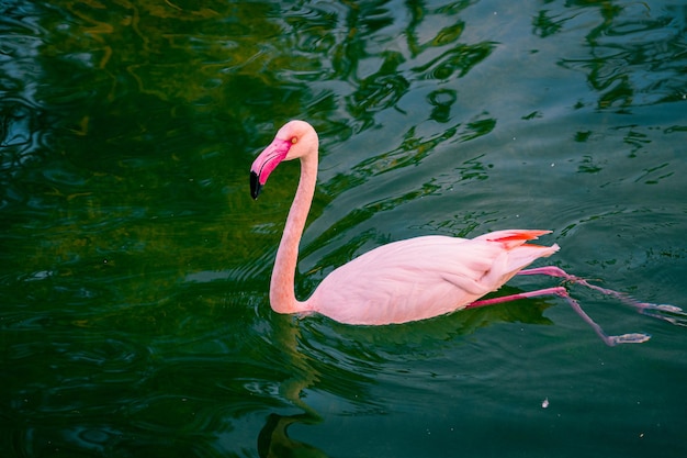 Flamingos in the river