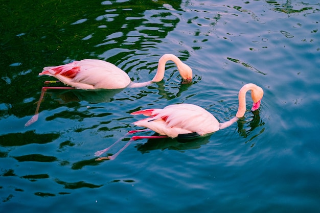 Flamingos in the river