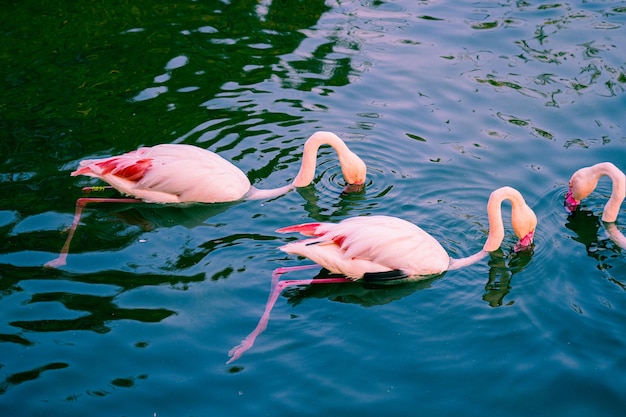 Flamingos in the river