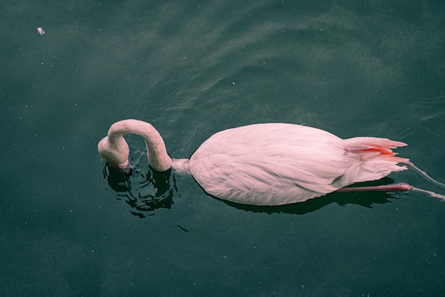 Flamingos in the river