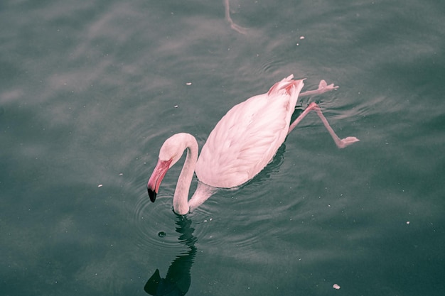 Flamingos in the river