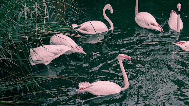 Flamingos in the river