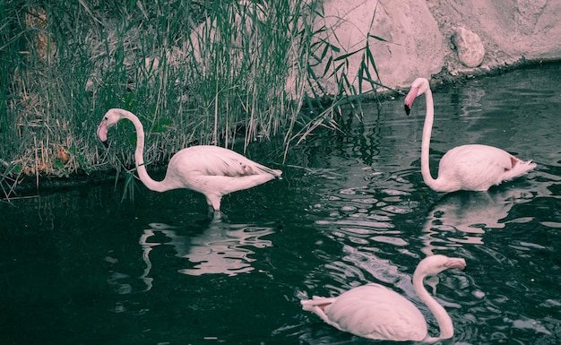 Flamingos in the river