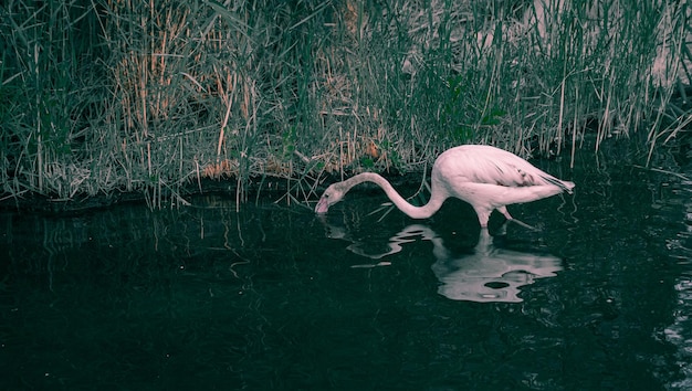 Flamingos in the river