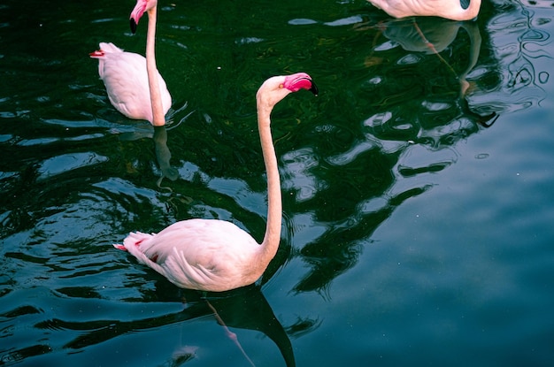 Flamingos in the river