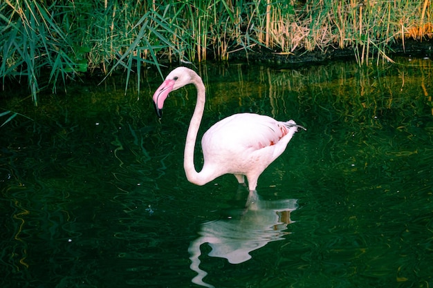 Flamingos in the river