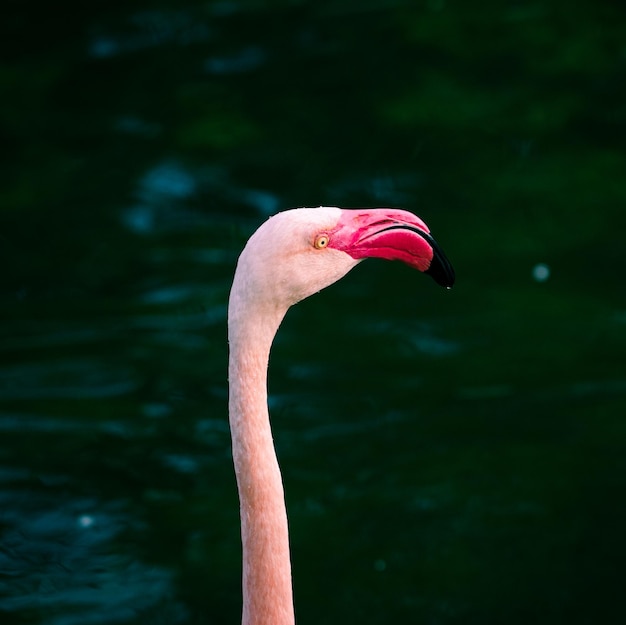 Flamingos in the river