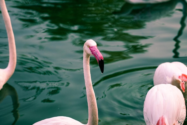 Flamingos in the river