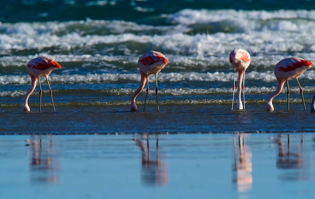 Flamingos in seascapePeninsula Valdes Patagonia Argentina