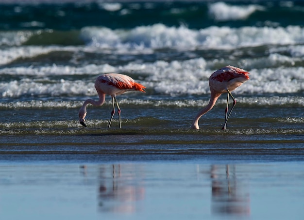 Flamingos in seascapePeninsula Valdes Patagonia Argentina