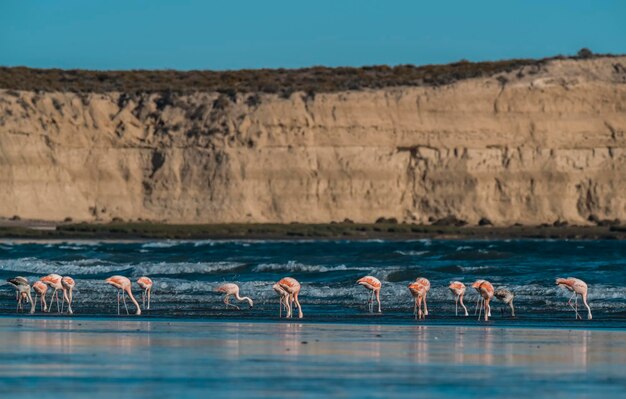 Flamingos in seascapePeninsula Valdes Patagonia Argentina