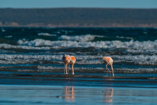 Flamingos in seascapePeninsula Valdes Patagonia Argentina