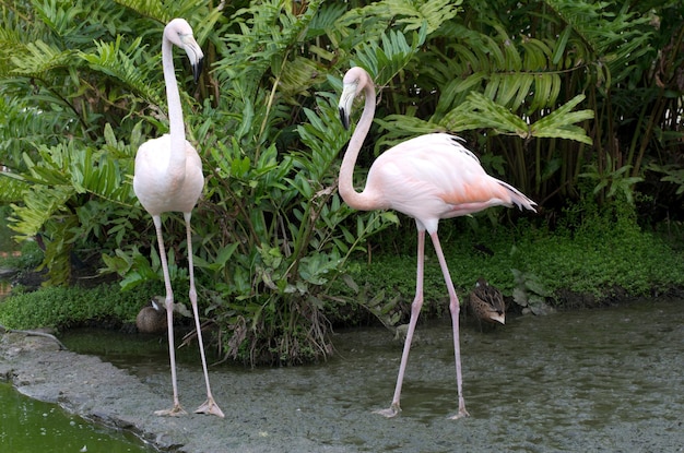 Flamingos