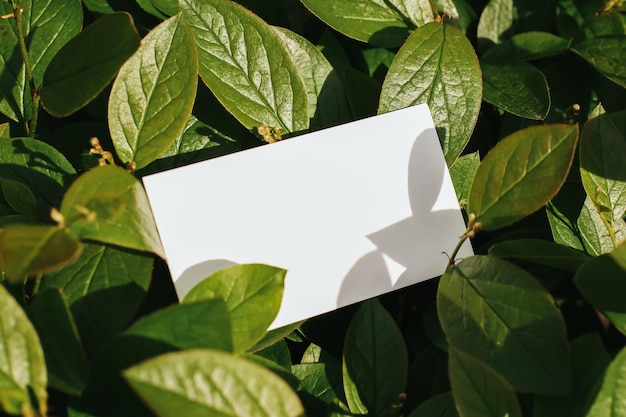 Flat card on leaves outside for web background design white isolated background abstract landscape b