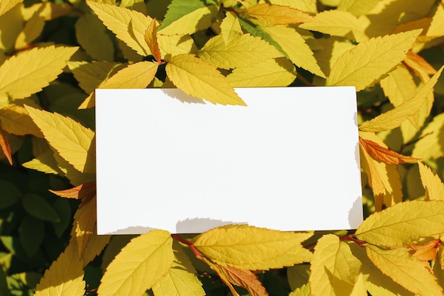 Flat card on leaves outside for web background design White isolated background Abstract landscape background Happy holiday Web banner template Natural beauty