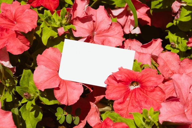 Flat card on tropical flowers outside for web background design white isolated background abstract l