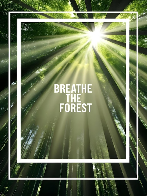 Photo flat forest canopy and sun rays border frame with copy space concept as a border frame with a forest