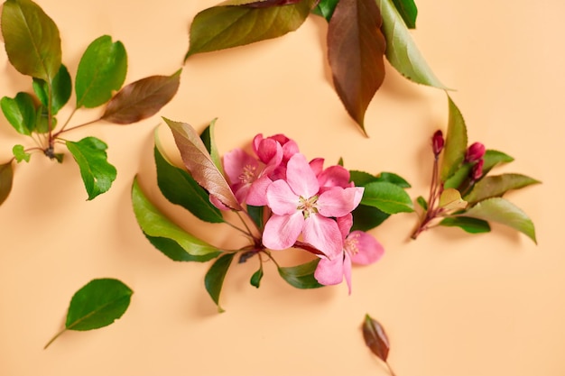 Flat lay of beautiful pink apple flowers on pastel orange background