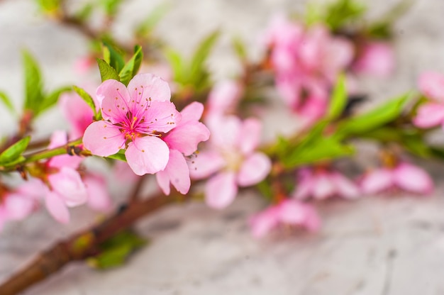 Flat lay blooming tree, easter eggs.