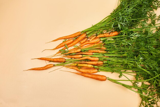 Flat lay bunch freshly picked carrots and carrot stalks