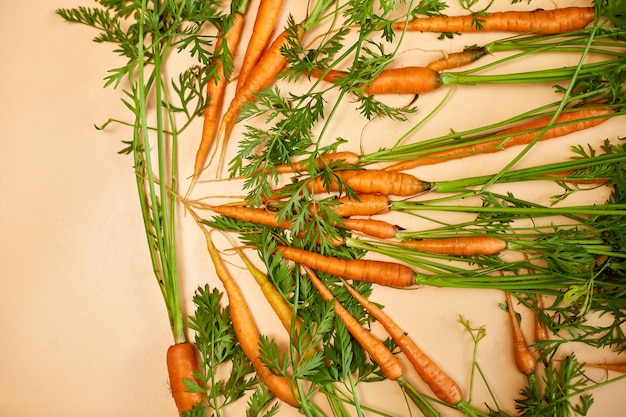 Flat lay bunch freshly picked carrots and carrot stalks