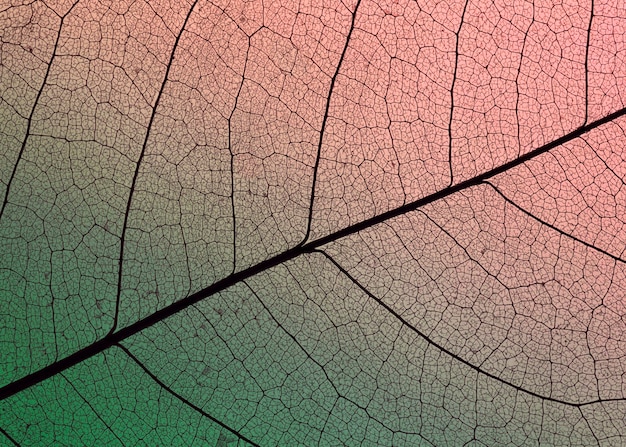 Flat lay of colored hue translucent leaf