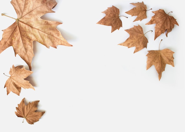 flat lay composition with autumn leaves and space for text on white backgroundautumn composition