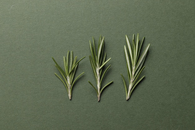 Photo flat lay composition with fresh rosemary, spices, oil on color background, space for text