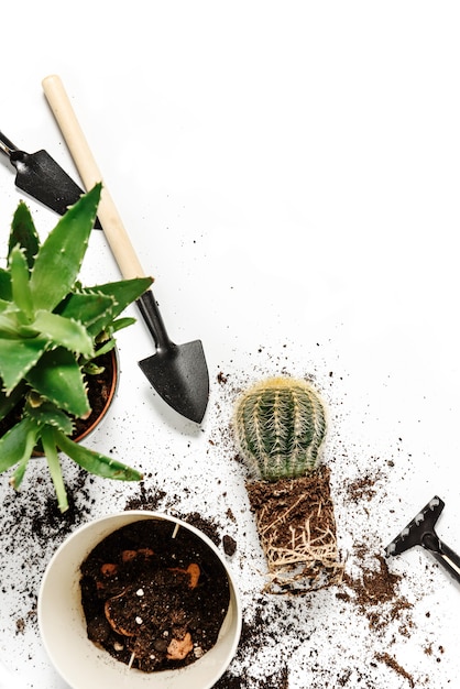 Flat lay composition with houseplants and garden tools