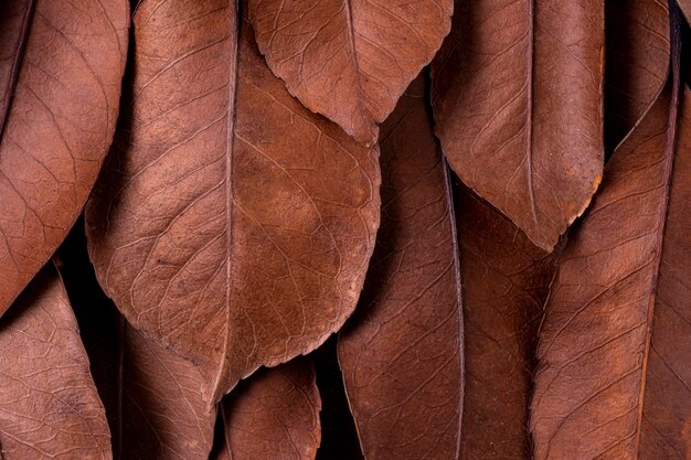 Flat lay of dried leaves