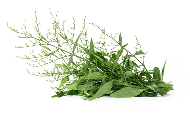 Flat lay of Fresh Andrographis paniculata leaf isolated on white background