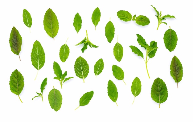 Flat lay fresh holy basil leaves isolate on white background .