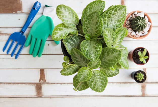 Flat lay gardening desk with Flame Violet,Cactus plants in pot,glove and fork on vintage wood table