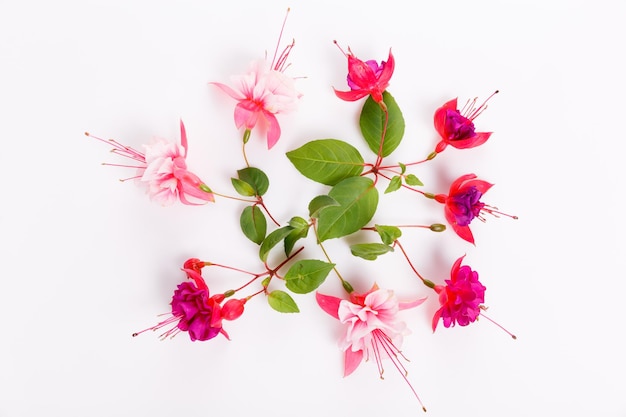 Flat lay holiday set with pink purple fuchsia flowers on white background