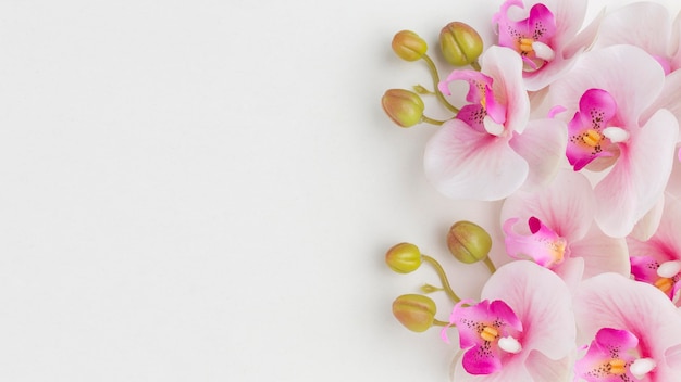 Flat lay orchids with copy-space