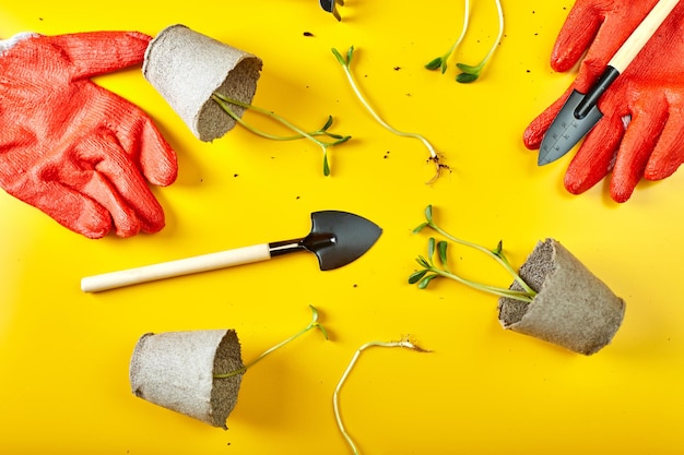 Flat lay peat pots gardening tools and greens on yellow background