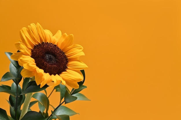 Flat lay sunflower with green leaves on yellow background with copy space Natural background autumn or summer concept