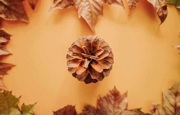 flat lay top view Autumn template concept, colorful maple leaves and dry pine cone