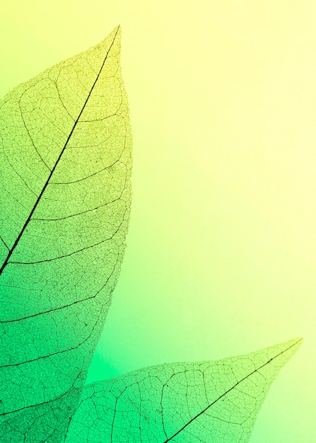 Flat lay of transparent leaves with colored hue and copy space