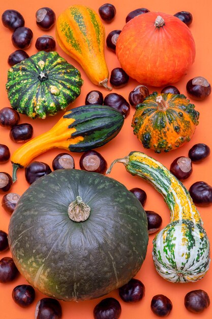 Flat lay  of various decorative pumpkins and chestnuts on orange