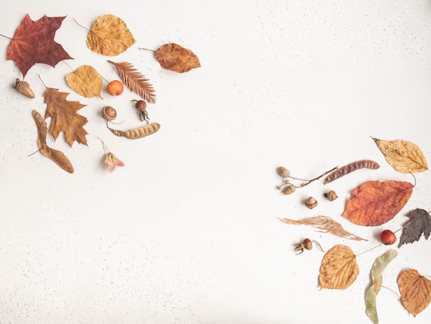 Flat lay of various seeds and leafs of wild trees isolated on white texture background. Fall botany background. Top view. Copy space